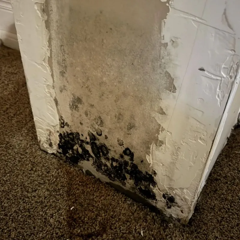 Professional Mold Removal in Logan County, OK